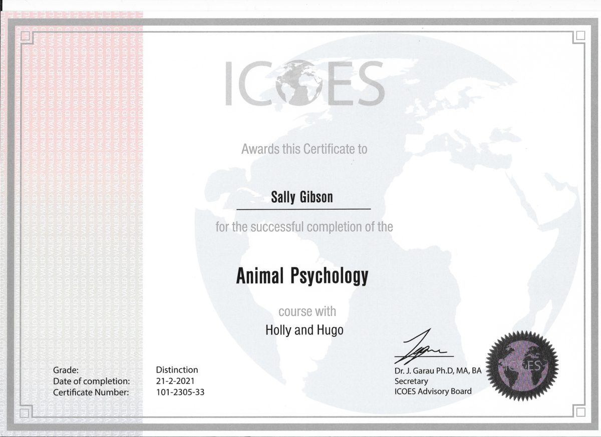 Petpals Hinckley & Bosworth Pet, Cat and Dog Sitting, Walking and