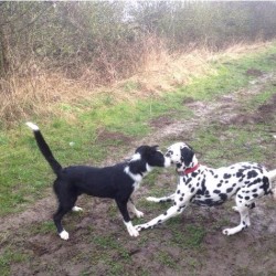 Dog Home Boarding