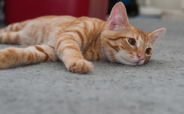 ginger-cat