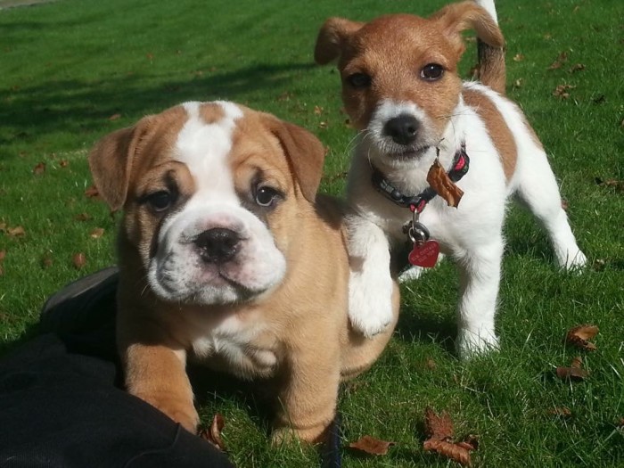 Compulsory Microchipping from 6 April 2016 A Guide