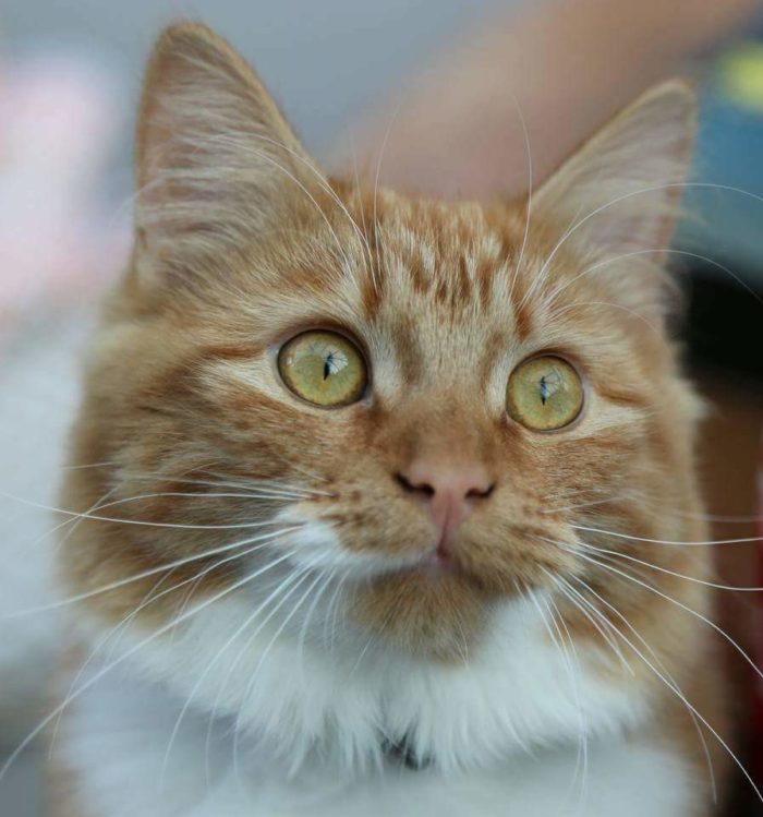 Guide to Cats Scent Marking