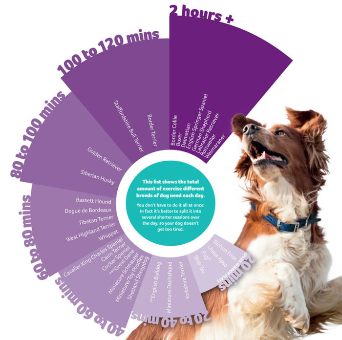 Dog Breed Exercise Chart