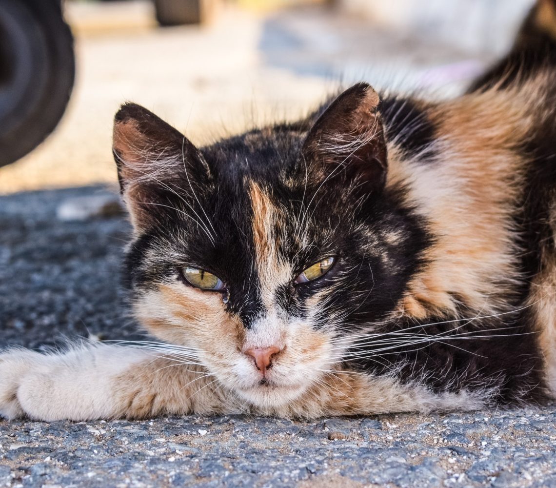 Guide to cats What to do if you find a cat