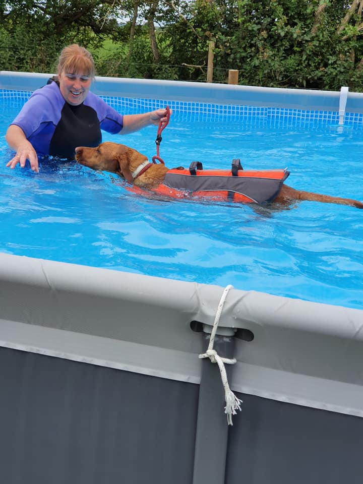 Doggie Swim Club Services Petpals Richmond & Northallerton