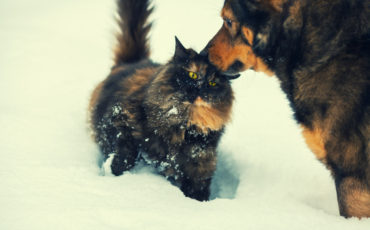 Cat and dog playing in the snow