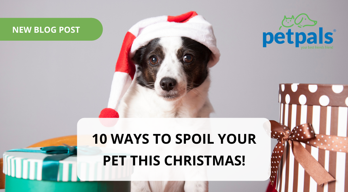 10 ways to spoil your pet