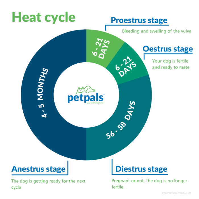 What Are The Stages Of A Dogs Heat Cycle What Are The Stages Of A Dogs Heat Cycle