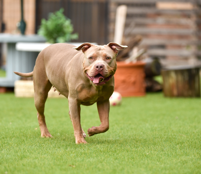 XL Bully type breeds Preparing for the new legislation and update to our services